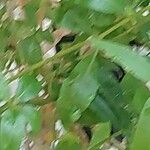 Rubia tinctorum পাতা