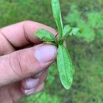 Myosotis nemorosa Leaf