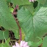 Phlomoides tuberosa 叶