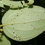 Miconia crenata Folha