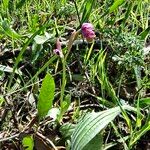 Ophrys tenthrediniferaFlower