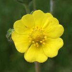 Potentilla inclinata 花