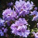 Rhododendron impeditum Flor