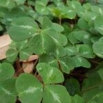 Oxalis oreganaFuelha