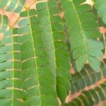 Albizia adianthifolia 葉