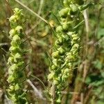 Iva annua Flors