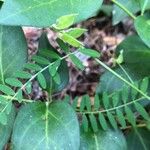 Vicia disperma Fruto