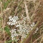 Achillea nobilisFlower