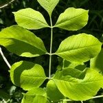 Fraxinus latifolia Leaf