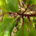 Volkameria aculeata Bark