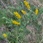 Crotalaria emarginella Flor