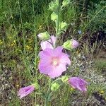 Malva alcea Flower