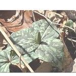 Trillium cuneatum Blomma