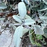 Salvia tomentosa Leaf