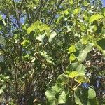 Ficus abutilifolia Плод