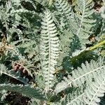 Achillea clypeolata Leaf