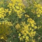 Cachrys sicula 花