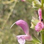 Salvia hierosolymitana Flower