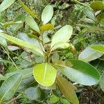 Sideroxylon borbonicum Yaprak