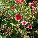 Potentilla nepalensis Hábito