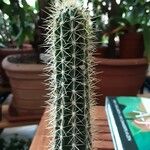 Pilosocereus robinii Hábito