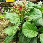 Bergenia crassifoliaЦветок