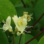 Lonicera xylosteum Цветок