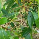 Viburnum propinquum Other