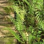 Dryopteris cycadina Yaprak