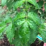 Staphylea bumalda Leaf