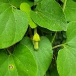 Aristolochia tomentosa Frunză