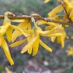 Forsythia viridissima Квітка