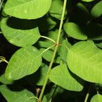 Euphorbia colletioides List