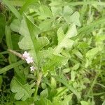 Oxygonum sinuatum Leaf