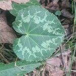 Cyclamen purpurascens Blad