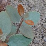 Kalanchoe orgyalis Folha