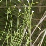 Wahlenbergia lobelioides Habit