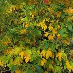 Sassafras albidum Leaf