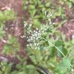 Eupatorium rotundifolium Flower