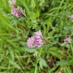 Trifolium pratenseBlüte