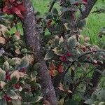 Cotoneaster obscurus Corteza