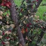 Cotoneaster obscurus Bark