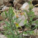 Polemonium pauciflorum Celota