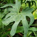 Anthurium podophyllum 叶