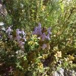 Thymus vulgaris Žiedas