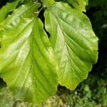 Parrotia subaequalis Hoja