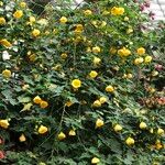 Abutilon spp. Natur