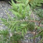 Dacrycarpus vieillardii Hábito