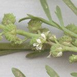 Lepidium coronopus 花