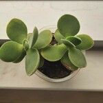 Crassula cotyledonis Leaf